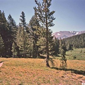 A Tuolumne Trail