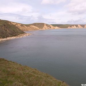 Elephants Seals on Drakes Beach