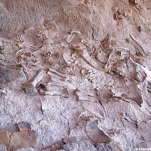 Douglass Quarry Fossils