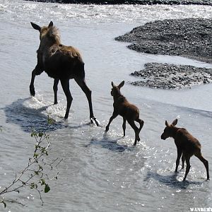 Moose cow and calves on Exit Glacier outwash