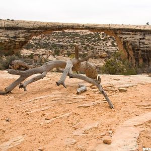 Owachomo Bridge