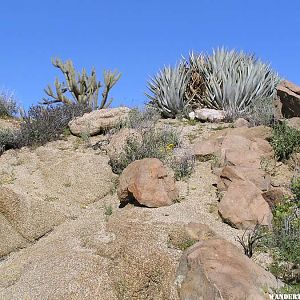 Anza-Borrego Plants