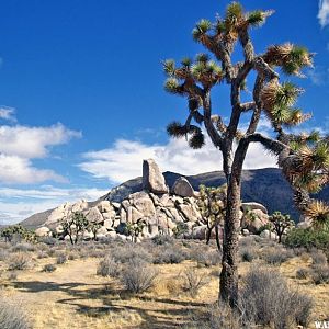 Ryan Mountain from Ryan Camp