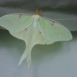 Luna Moth, Cunningham Falls
Stayed on the camper all day