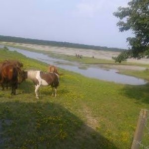 The Chincoteague ponies