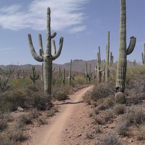 Sweet Water Mtn Bike Trails. Tucson AZ