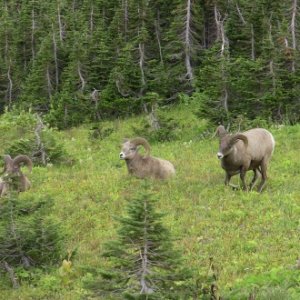 Glacier NP Rams 1