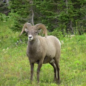 Glacier NP Rams 3