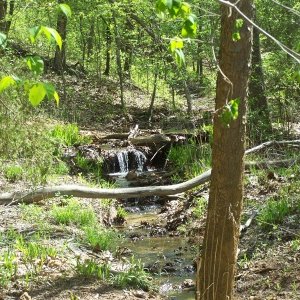 Small stream in park