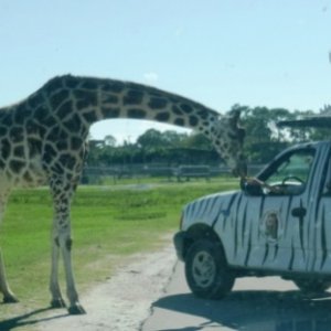 Giraffe