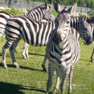 Zebras