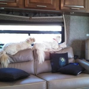 Mandi and Polly watching over the campground