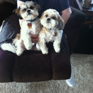 our boys
Toby & Tucker