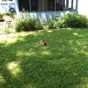 Pet raccoon at camp.