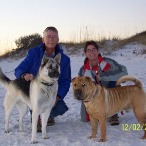 Brutis and Brandy enjoying the beach in FL.