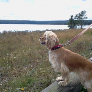 Looking at Yellowstone Lake