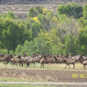 We saw thousands of Elk, Bears and Moose