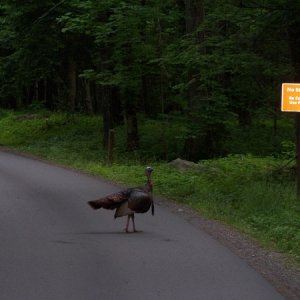 Wildlife loop at Cade's Cove near Gatlinburg, TN.  We had to break the law because this guy has the right of way.