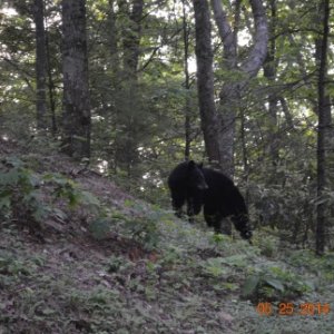 On our way to Cade's Cove near Gatlinburg, TN we found this bear sitting alongside the roadway.  After a couple of cars stopped--he crossed the road a