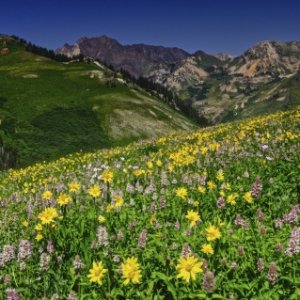 Albion Basin, Alta, Utah