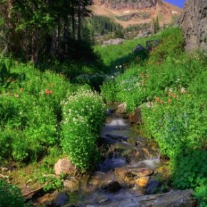 Albion Basin, Alta, Utah