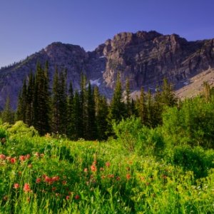 Albion Basin, Alta, Utah