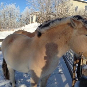 Fjords love the winter. Gretta & Gunther