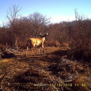 Game camera catches a nice buck last fall.