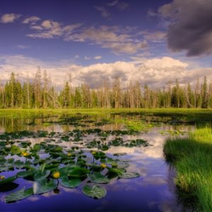 Quiet Reflection, Lily Lake