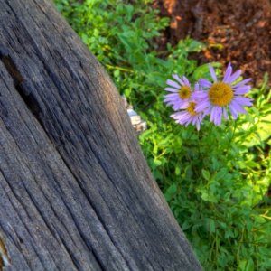 Mountain Wildflowers