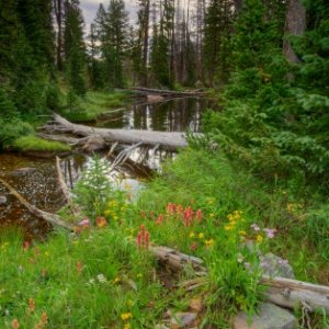 Beaver Pond