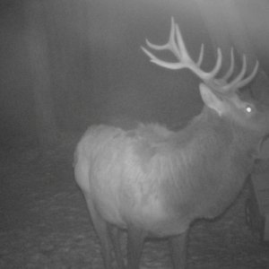 Elk on our up north Michigan property