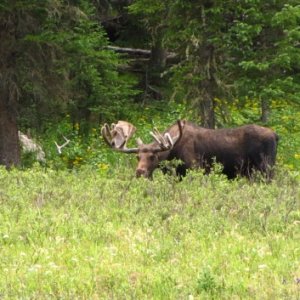 072, Nice Bull Moose, 3 miles from camp