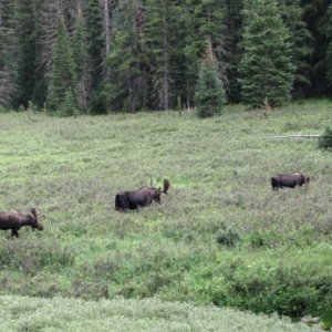 076, 2 Bull Moose and a 1 cow