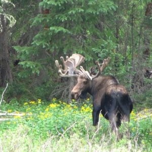 115, Nice Bull Moose