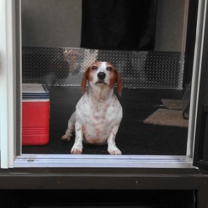 yapper didn't want to get out of the camper she loves camping.