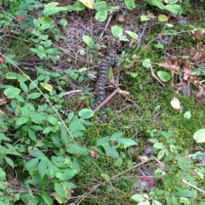 Massasauga rattle snake on the French River Trail...