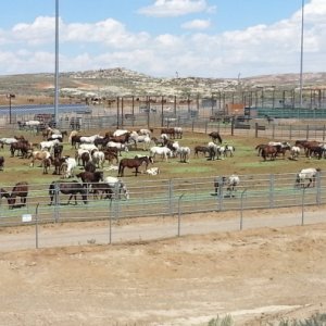 Wild mustang corrall in WY