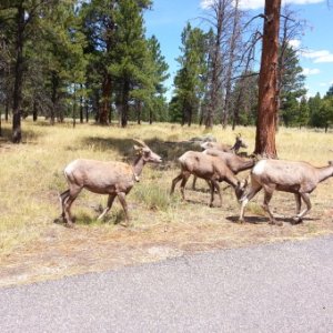 Bighorn sheep in red cayon  , UT