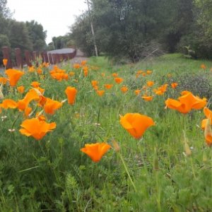 California Poppies at New Melones Lake