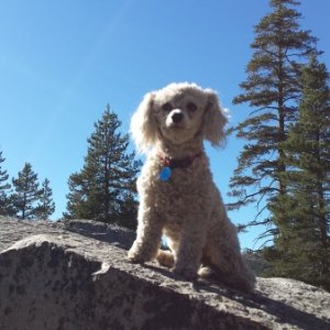 Super Shaggy at Lake Alpine in California 2014