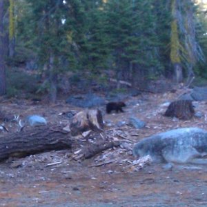 Bear came in for breakfast, California Wilderness 2012