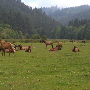 Tulle Elk in California 2012