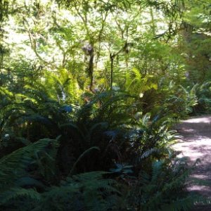 Redwood in Oregon, 2011