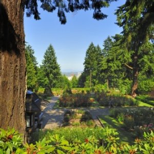 Rose Garden, Portland Oregon