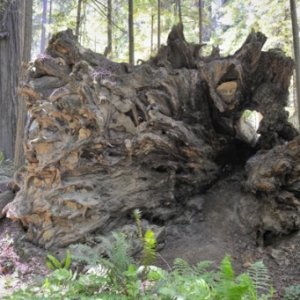 Redwood Forest, Ca