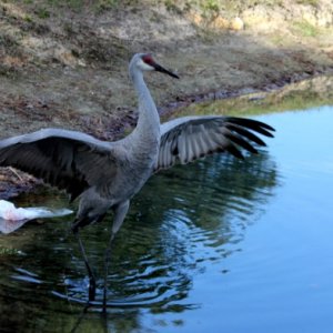 Sandhill Cranes at Thousand Trails, Orlando (near Clermont, Florida)