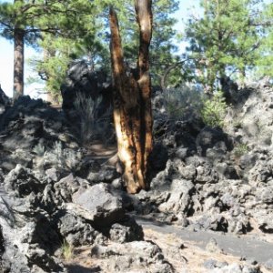 Pine trees in the lava