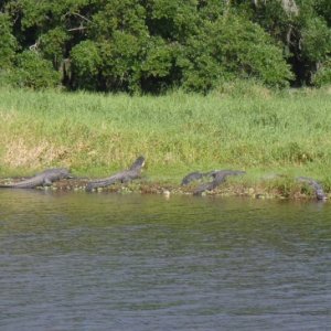 Myakka River SP, April '14