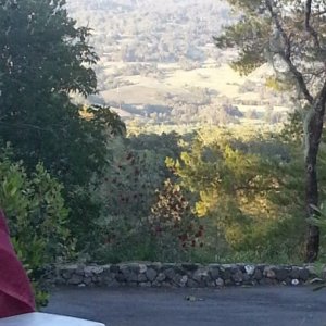 Mid April '15 Santa Rosa View of Vineyards from RV Site at Dutcher Creek RV Park